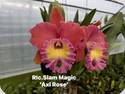 Rlc. Siam Magic Axl Rose